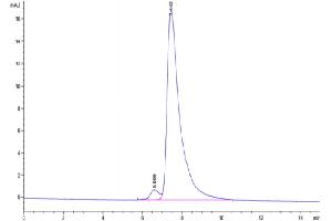 Size-exclusion chromatography-High Pressure Liquid Chromatography (SEC-HPLC) image for Triggering Receptor Expressed On Myeloid Cells-Like 1 (TREML1) (AA 16-162) protein (Fc Tag) (ABIN7275750)