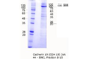 Western Blotting (WB) image for Cadherin 19 (CDH19) (AA 44-596) protein (MBP tag) (ABIN3090713) (CDH19 Protein (AA 44-596) (MBP tag))