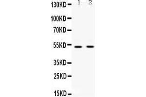 UBA3 Antikörper  (C-Term)