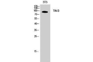Western Blotting (WB) image for anti-Neurotrophic Tyrosine Kinase, Receptor, Type 2 (NTRK2) (Thr185) antibody (ABIN3187346) (TRKB antibody  (Thr185))
