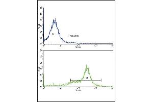 Flow Cytometry (FACS) image for anti-Caveolin 3 (CAV3) (AA 5-31), (N-Term) antibody (ABIN390412)