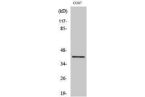 Western Blotting (WB) image for anti-V-Crk Sarcoma Virus CT10 Oncogene Homolog (Avian)-Like (CRKL) (Ser264) antibody (ABIN3180560) (CrkL antibody  (Ser264))