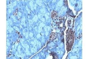 Mouse placenta tissue was stained by Anti-AXOR12 (375-398) (Human) serum at 1:100 (KISS1R antibody  (AA 375-398))
