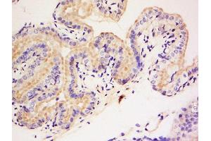 DAGLB antibody  (AA 51-150)