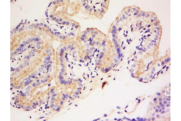 DAGLB antibody  (AA 51-150)
