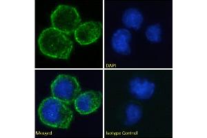Immunofluorescence staining of fixed Daudi cells with anti-CD40 antibody A54 scFv. (Recombinant CD40 antibody)