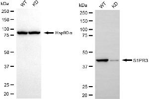 Western blotting analysis using S1PR3 antibody (ABIN7800423). (Recombinant S1PR3 antibody)