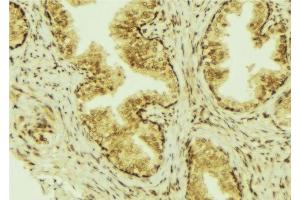 ABIN6277304 at 1/100 staining Mouse colon tissue by IHC-P. (CCL28 antibody  (C-Term))