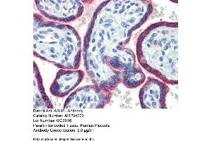 Immunohistochemistry with Human Placenta lysate tissue at an antibody concentration of 5. (ASH2L antibody  (Middle Region))