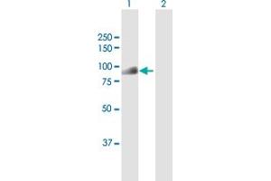 CDT2/RAMP antibody  (AA 1-730)
