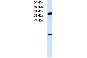 CXCL1 antibody (70R-10502) used at 0. (CXCL1 antibody  (Middle Region))