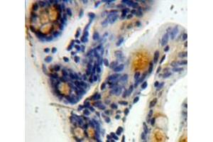 #VALUE! (PTGER3 antibody  (AA 217-390))
