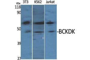 Western Blot (WB) analysis of specific cells using BCKDK Polyclonal Antibody. (BCKDK antibody  (N-Term))