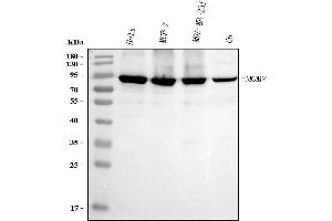 Western blot analysis of MCM7 using anti-MCM7 antibody (ABIN7601968).