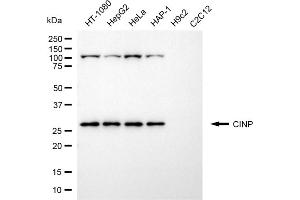 Western blotting analysis using CINP antibody (ABIN7798087). (CINP antibody)