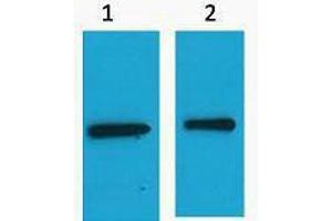 Western Blotting (WB) image for anti-Enhanced Yellow Fluorescent Protein (eYFP) antibody (ABIN3178739) (eYFP antibody)