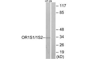 Western Blotting (WB) image for anti-Olfactory Receptor, Family 1, Subfamily S, Member 1/2 (OR1S1/OR1S2) (C-Term) antibody (ABIN1853200) (OR1S1/1S2 antibody  (C-Term))