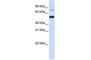 Image no. 1 for anti-Zinc Finger Protein 773 (ZNF773) (N-Term) antibody (ABIN6740649)