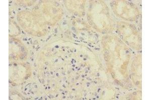 Immunohistochemistry of paraffin-embedded human kidney tissue using ABIN7166095 at dilution of 1:100 (SAV1 antibody  (AA 1-210))