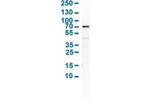 Western Blot analysis of human cell line SCLC-21H. (SMAD4 antibody  (AA 118-240))