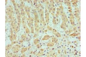 Immunohistochemistry of paraffin-embedded human adrenal gland tissue using ABIN7166366 at dilution of 1:100 (SERPINA1 antibody  (AA 165-444))