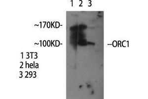 Western Blot (WB) analysis of specific cells using ORC1 Polyclonal Antibody. (ORC1 antibody  (Internal Region))
