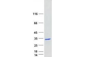 Validation with Western Blot (RAB27B Protein (Myc-DYKDDDDK Tag))