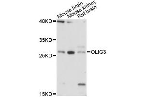 Western blot analysis of extracts of various cell lines, using OLIG3 antibody (ABIN6290717) at 1:3000 dilution. (OLIG3 antibody)