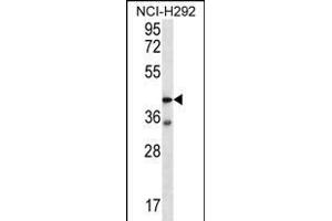 F2RL2 Antibody (N-term) (ABIN656222 and ABIN2845538) western blot analysis in NCI- cell line lysates (35 μg/lane).