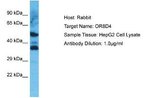 Host: Rabbit Target Name: OR8D4 Sample Type: HepG2 Whole Cell lysates Antibody Dilution: 1. (OR8D4 antibody  (C-Term))