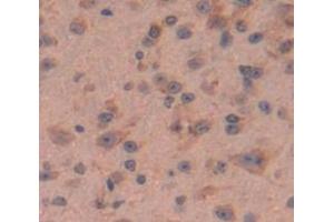IHC-P analysis of Mouse Tissue, with DAB staining. (MIF antibody  (AA 4-112))