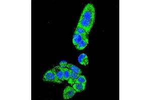 Confocal immunofluorescent analysis of FAH Antibody (N-term) (ABIN655906 and ABIN2845306) with HepG2 cell followed by Alexa Fluor 488-conjugated goat anti-rabbit lgG (green). (FAH antibody  (N-Term))