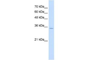 RNF39 antibody used at 1 ug/ml to detect target protein. (RNF39 antibody  (N-Term))