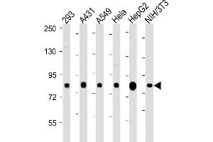 All lanes : Anti-RPS6KA3  antibody at 1:2000 dilution Lane 1: 293 whole cell lysate Lane 2: A431 whole cell lysate Lane 3: A549 whole cell lysate Lane 4: Hela whole cell lysate Lane 5: HepG2 whole cell lysate Lane 6: NIH/3T3 whole cell lysate Lysates/proteins at 20 μg per lane. (RPS6KA3 antibody  (Ser369))