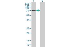 Western Blot analysis of PTGS2 expression in transfected 293T cell line by PTGS2 MaxPab polyclonal antibody. (PTGS2 antibody  (AA 1-604))