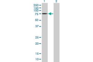 Western Blot analysis of PTGS2 expression in transfected 293T cell line by PTGS2 MaxPab polyclonal antibody.