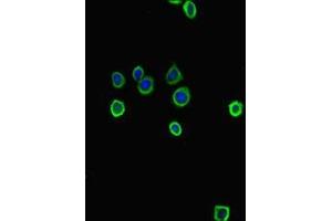 Immunofluorescent analysis of HepG2 cells using ABIN7177971 at dilution of 1:100 and Alexa Fluor 488-congugated AffiniPure Goat Anti-Rabbit IgG(H+L) (Tryptophan Hydroxylase 1 antibody  (AA 1-447))