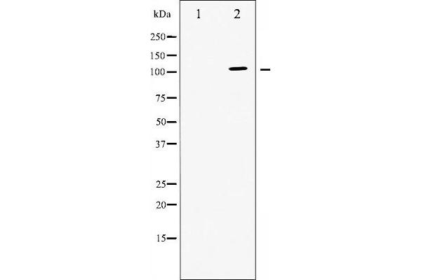 ATP1A1 antibody  (N-Term)