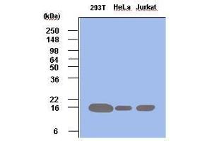 Cell lysates of 293T, HeLa and Jurkat (each 50 ug) were resolved by SDS-PAGE, transferred to PVDF membrane and probed with anti-human Pin1 (1:500).