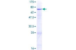 GCNT1 Protein (AA 1-428) (GST tag)