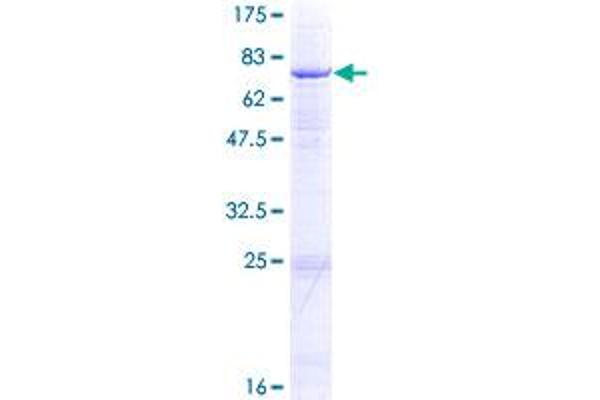 GCNT1 Protein (AA 1-428) (GST tag)