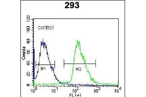 RFK Antibody (N-term) (ABIN391271 and ABIN2841321) flow cytometric analysis of 293 cells (right histogram) compared to a negative control cell (left histogram). (Riboflavin Kinase antibody  (N-Term))