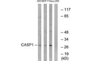 Western blot analysis of extracts from 293/MCF-7/HeLa cells, using Caspase 1 (Ab-376) Antibody. (Caspase 1 antibody  (AA 342-391))