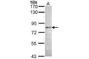 RNF6 antibody  (C-Term)