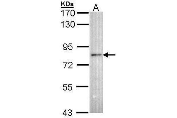 RNF6 antibody  (C-Term)