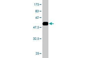 Western Blot detection against Immunogen (57. (GTF2E2 antibody  (AA 1-291))