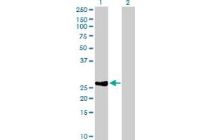 DIRAS2 antibody  (AA 1-199)