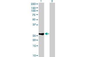 Western Blot analysis of DIRAS2 expression in transfected 293T cell line by DIRAS2 MaxPab polyclonal antibody.