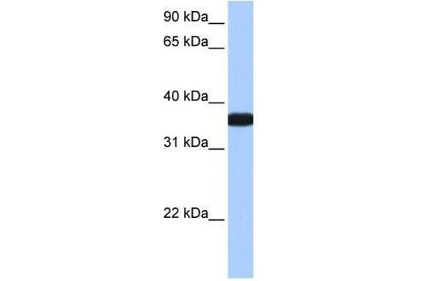 OCEL1 antibody  (C-Term)