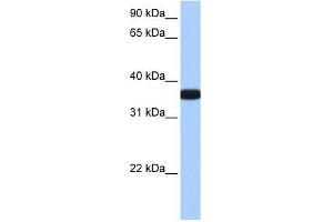 OCEL1 antibody used at 0. (OCEL1 antibody  (C-Term))